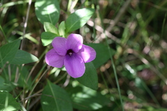 Barleria montana